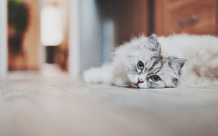 짧은 모피 회색 고양이, 고양이, 동물, 파란 눈, 흰색, HD 배경 화면