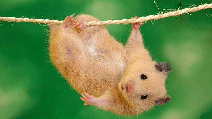 hamster-acrobat acrobat Animals cute eyes Hamster nice HD, animals, cute, nice, eyes, hamster, acrobat, HD wallpaper