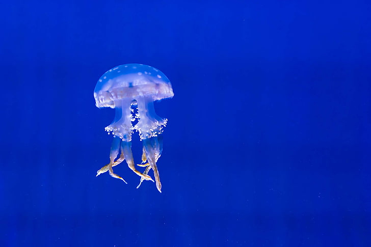 аквариум, син, цвят, дълбок, медузи, морски живот, океан, на открито, море, морски живот, плуване, тюркоаз, под вода, вода, HD тапет