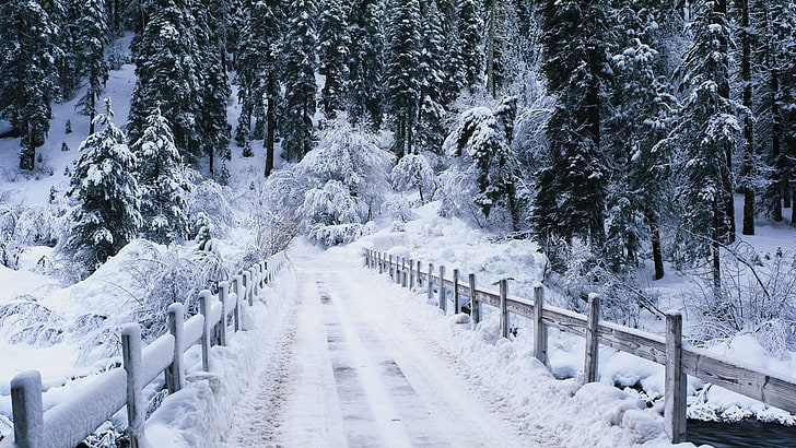 الأشجار ذات الأوراق الخضراء مع الثلوج والطبيعة والمناظر الطبيعية والشتاء والثلج والجسر، خلفية HD