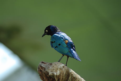 боке фото синей птицы в дневное время, боке, фото, синяя птица, дневное время, птица, природа, животное, живая природа, перо, клюв, HD обои HD wallpaper