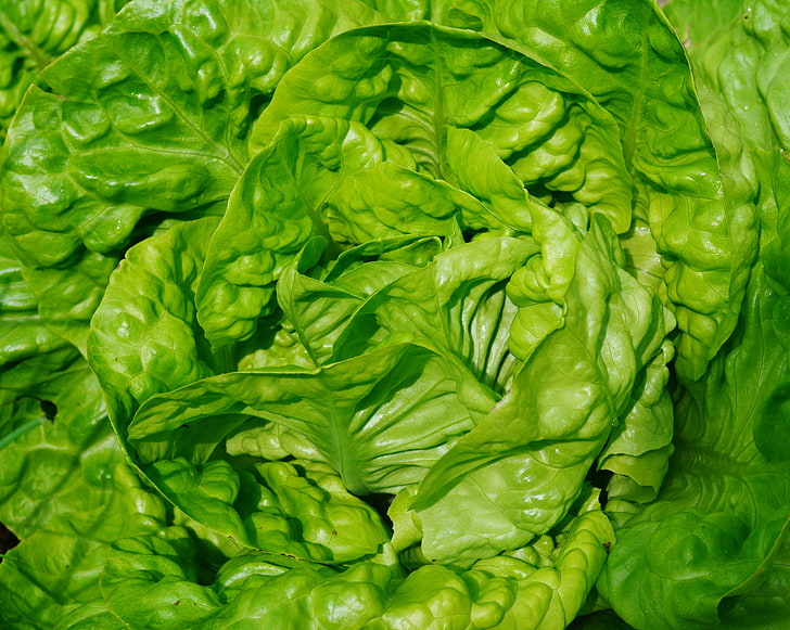 green Chinese cabbage, lettuce, leaves, vegetable, close-up, HD wallpaper