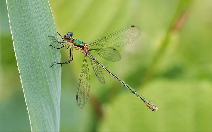 Dragonfly Insect Научно наименование Anisoptera Възрастни коне са с големи многопластови очи Две двойки прозрачни крила Тапет за настолни мобилни телефони 3840 × 2400, HD тапет