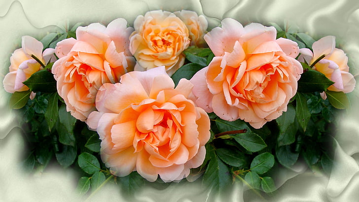 bunga mawar merah muda, bunga, musim panas, alam, suasana hati, mawar, mawar, kecantikan, indah, bunga, harmoni, keren, karangan bunga, bagus, elegan, pernikahan, halus, karangan bunga, pengantin, foto penulis oleh Elena Anikina, Wallpaper HD