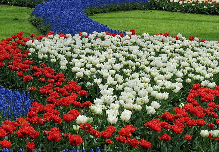 cama de flores de varios colores, tulipanes, blanco, rojo, muscari, macizo de flores, patrón, Fondo de pantalla HD