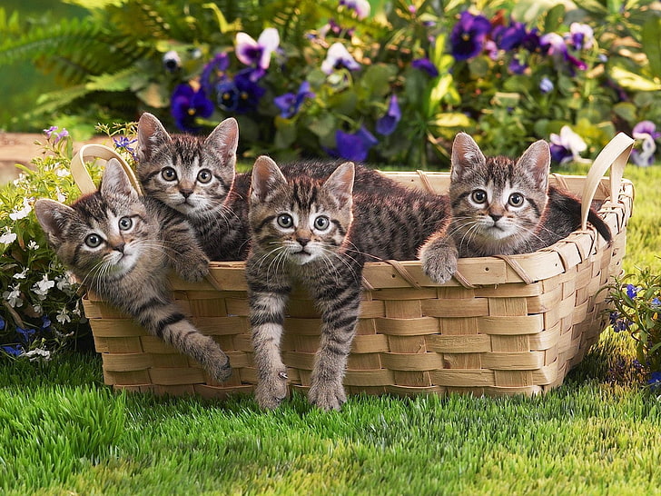 four gray tabby kittens, kittens, shopping, lots of, flowers, grass, HD wallpaper