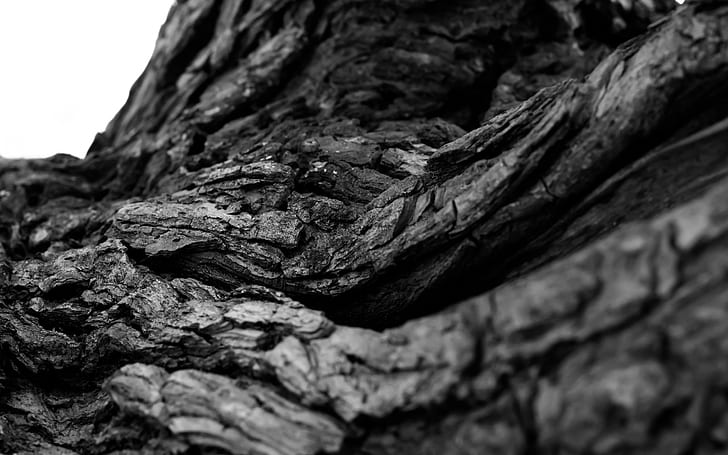 Tree Bark Macro Bw Black White Widescreen, trees, bark, black, macro, tree, white, widescreen, HD wallpaper