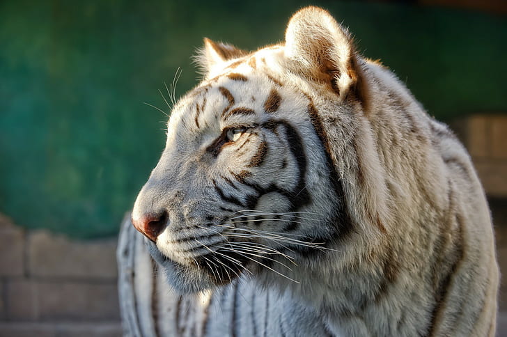 Perfil tigre branco, tigre branco, gato selvagem, predador, rosto, perfil, HD papel de parede