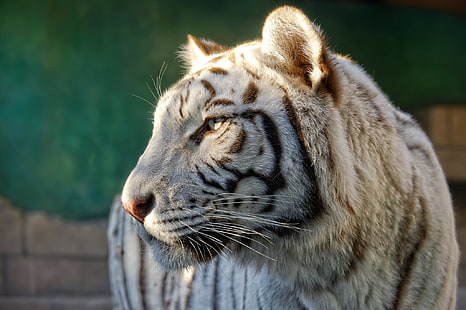 Perfil tigre branco, tigre branco, gato selvagem, predador, rosto, perfil, HD papel de parede HD wallpaper