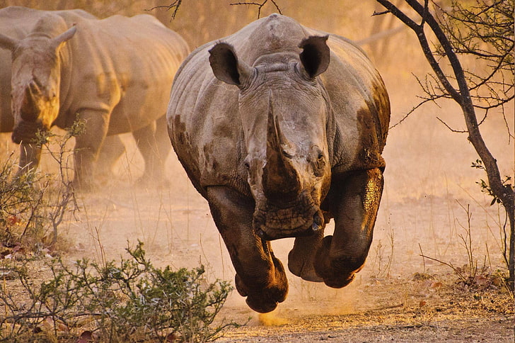 rhino nature animals, HD wallpaper