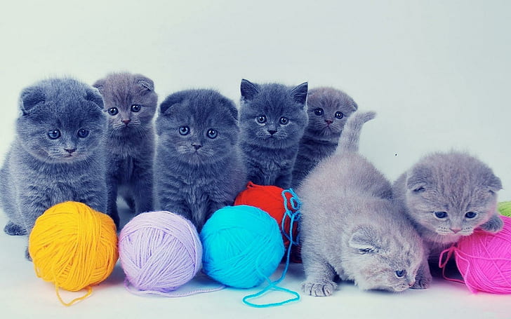 Kittens With Colorful Yarns, cats, gray, yarns, animals, kitty, cute, kittens, HD wallpaper