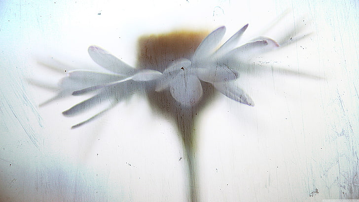 fiore petalo bianco, primo piano, Sfondo HD