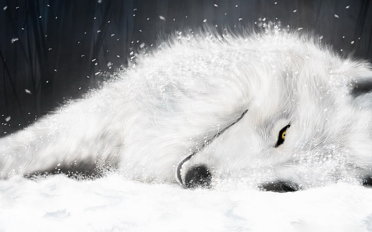 白いオオカミの図、オオカミ、 HDデスクトップの壁紙