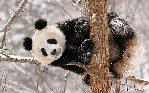 panda ayıları 1920x1200 Hayvanlar Ayılar HD Sanat, panda ayıları, HD masaüstü duvar kağıdı HD wallpaper