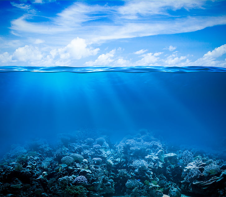 coral reefs underwater, sea, the ocean, underwater world, underwater, ocean, fishes, tropical, reef, coral, coral reef, HD wallpaper