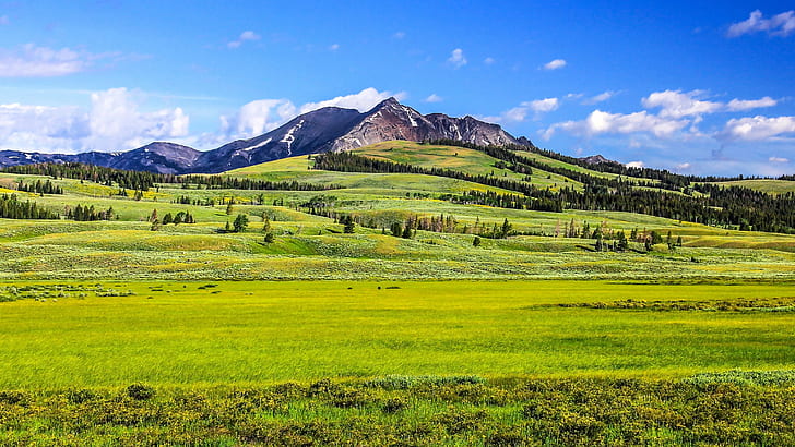 green grass field near mountain under blue sky during daytime, yellowstone, yellowstone, Yellowstone, green grass, grass field, blue sky, daytime, Mountain, Scenic, Wyoming, West, Plain, green  blue, nature, meadow, summer, landscape, hill, outdoors, scenics, europe, grass, rural Scene, green Color, tree, sky, forest, HD wallpaper