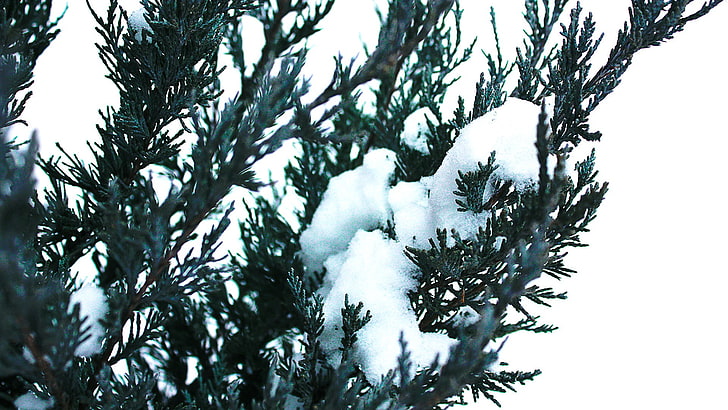 природа, зима, сняг, HD тапет