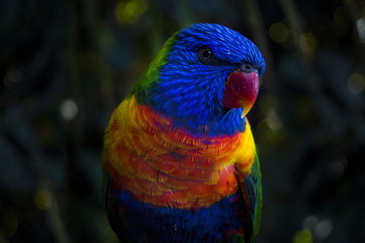 Birds, Rainbow Lorikeet, Bird, Colors, Parrot, Wildlife, HD wallpaper