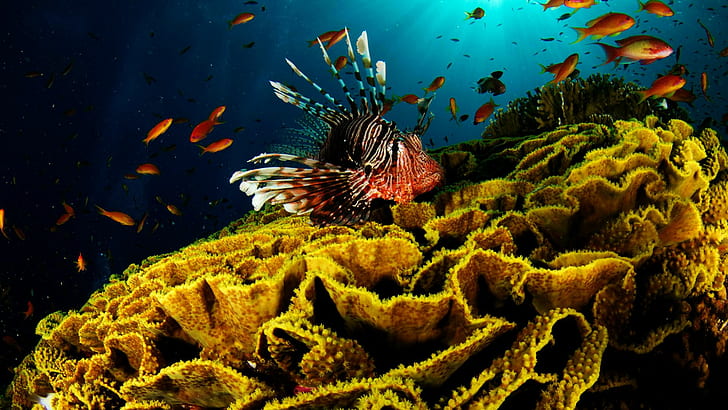 ミノカサゴ魚水中サンゴHD、動物、魚、水中、サンゴ、ミノカサゴ、 HDデスクトップの壁紙