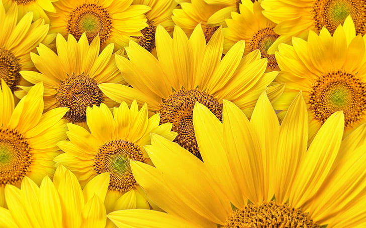 Слънчогледи Фон, жълти цветя, цвете, природа, слънчогледи, фон, HD тапет