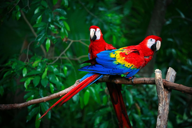two scarlet macaws, birds, pair, parrots, Red macaw, HD wallpaper