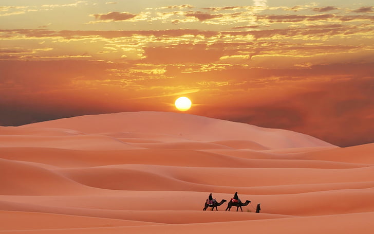 berberyjski, wielbłąd, pustynia, maroko, sahara, piasek, zachód słońca, Tapety HD