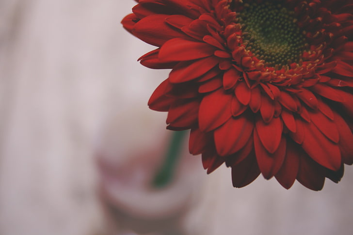 زهرة بتلة حمراء ، صورة مقرّبة لزهرة بتلة حمراء ، زهور ، ماكرو، خلفية HD