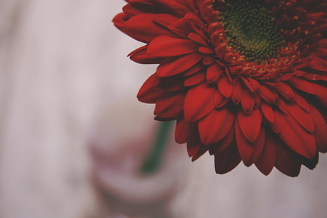 붉은 꽃잎 꽃, 붉은 꽃잎 꽃, 꽃, 매크로의 근접 촬영 사진, HD 배경 화면 HD wallpaper