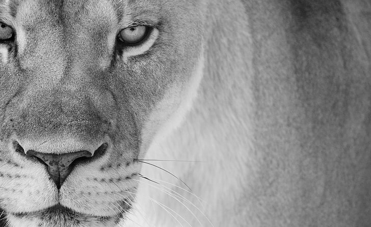 Moderlejon, lejoninnaansikte, svartvitt, vitt, svart, vildt, lejon, djur, svartvitt, HD tapet