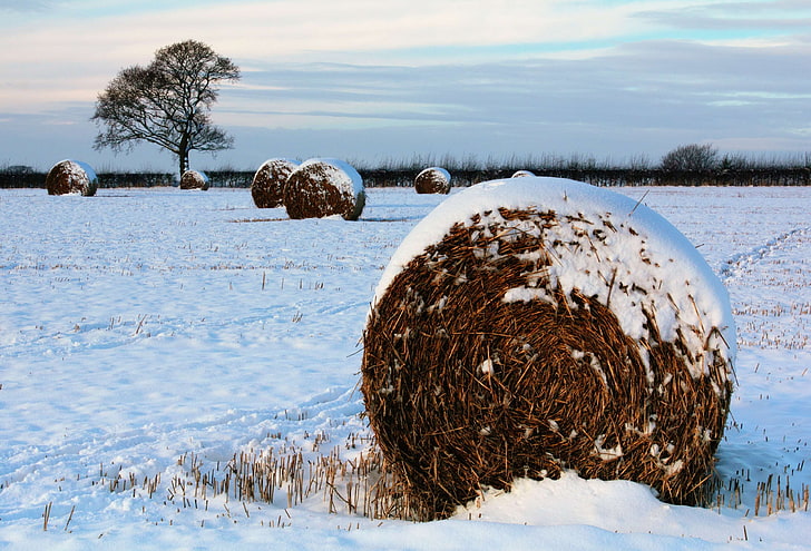 farm, field, hay, hay bale, hay bales, hay field, hay roll, snow, snowing, snowy, tree, winter, HD wallpaper