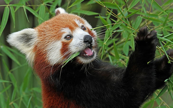 Червена панда животно, червена панда, червена панда, бамбук, огън, HD тапет