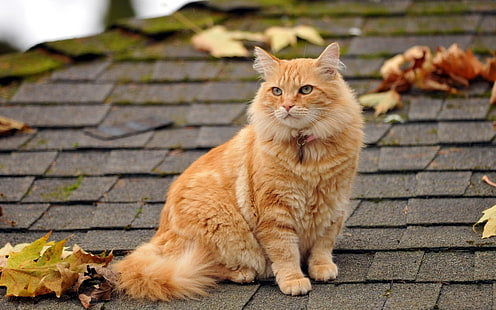 kucing oranye, kucing, berbulu, daun, musim gugur, atap, Wallpaper HD HD wallpaper