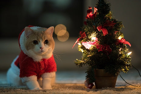 Cat New Year, Katze, Blick, Hintergrund, neues Jahr, HD, HD-Hintergrundbild HD wallpaper