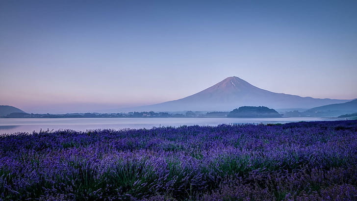 Monte Fuji de Japón, lavanda, flores, flores de color lila, paisaje, monte Fuji de Japón, lavanda, flores, flores de color lila, paisaje, Fondo de pantalla HD