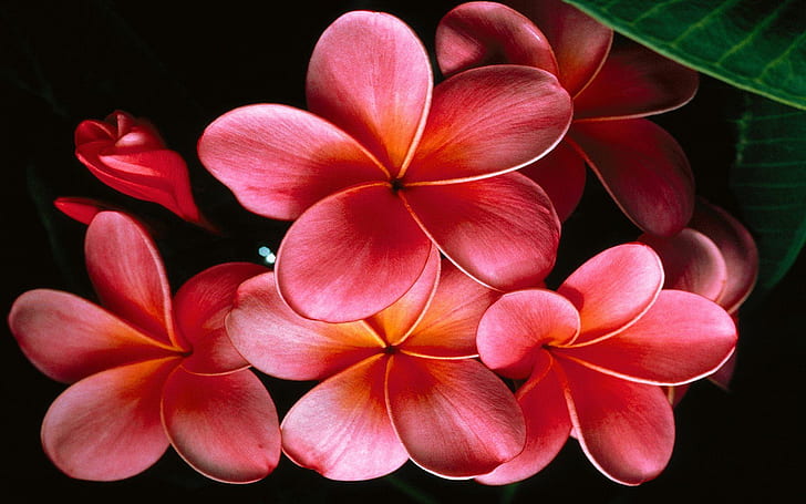 Premium Photo  Frangipani flowers or plumeria flowers are placed on clean  beaches thailand