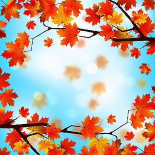 オレンジ色のカエデの葉のデジタル壁紙、葉、背景、秋、カエデ、 HDデスクトップの壁紙 HD wallpaper