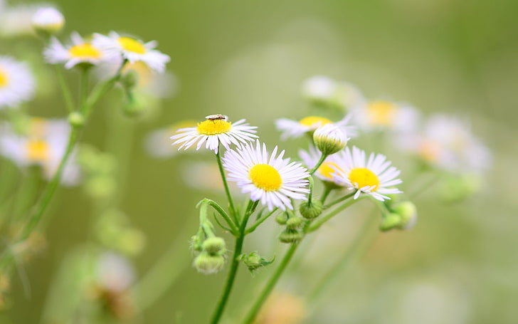 flowers, green, background, widescreen, Wallpaper, chamomile, blur, Daisy, insect, flower, full screen, HD wallpapers, fullscreen, HD wallpaper