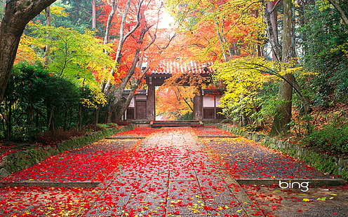 Есен в Япония HD, есенни дървета, природа, пейзаж, есен, в, Япония, HD тапет HD wallpaper