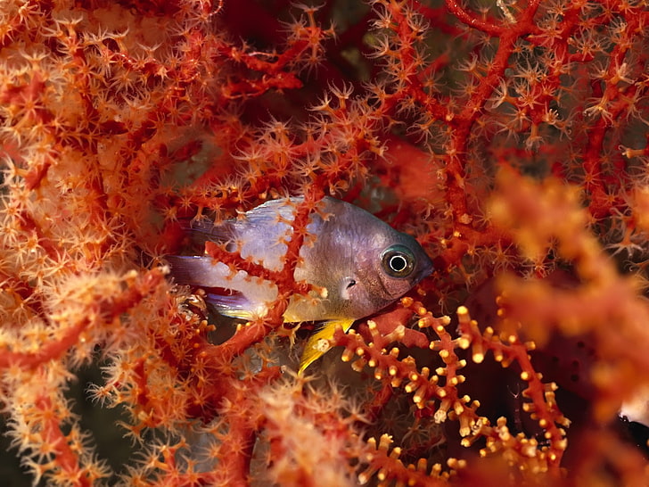 laut, bawah air, karang, ikan, Wallpaper HD