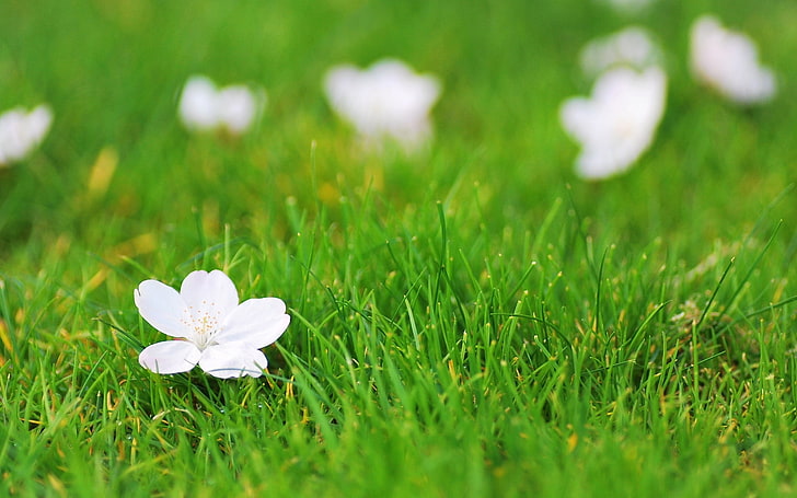 vit blomma, gröna, vita, blomma, gräs, blommor, bakgrund, bakgrundsbild, widescreen, helskärm, HD-bakgrundsbilder, HD tapet