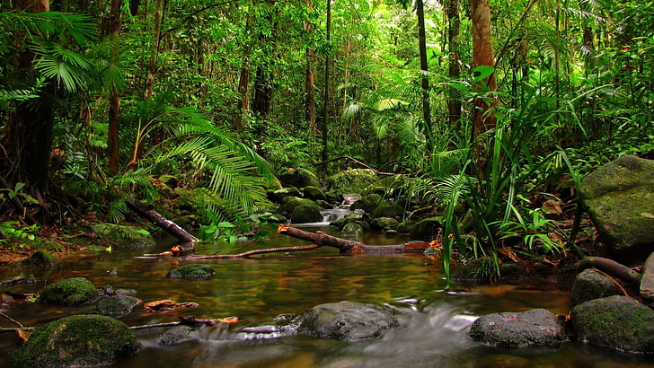 zdjęcia dżungli na pulpit, Tapety HD