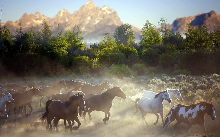 Pferde im Staub, Pferde, Morgen, Berge, Staub, Natur, HD-Hintergrundbild