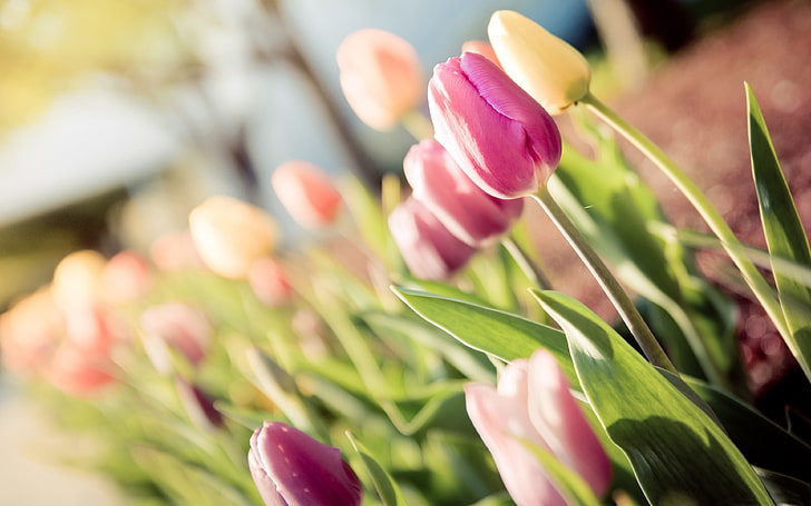 Summer sunshine pink tulip flower closeup, HD wallpaper