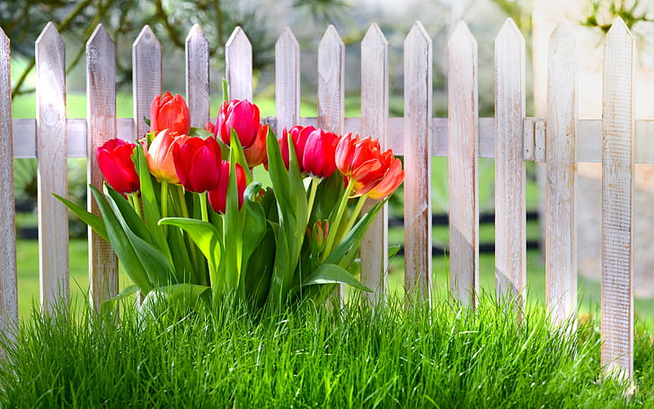Spring flowers, red tulips, garden, grass, Spring, Flowers, Red, Tulips, Garden, Grass, HD wallpaper