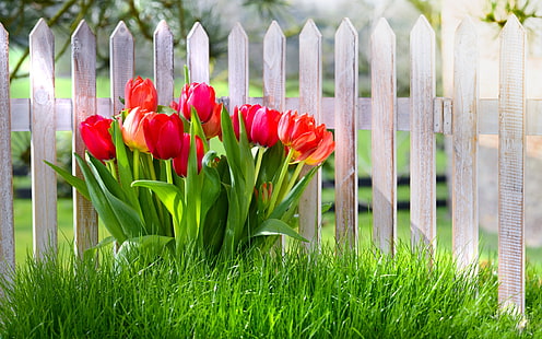 Flores de primavera, tulipanes rojos, jardín, hierba, primavera, flores, rojo, tulipanes, jardín, hierba, Fondo de pantalla HD HD wallpaper