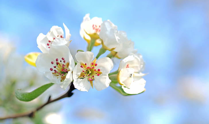apfelblte, apple blossoms, apple tree, apple tree flowers, bloom, blossom, branch, close, fruits, garden, luise, pink, road, royalty, spring, spring flower, tree, white, HD wallpaper