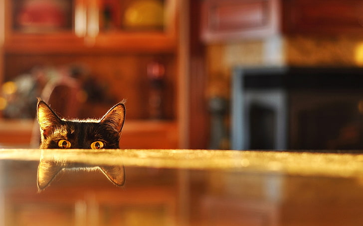 black short-coat cat beside brown wooden tabletop, cat, reflection, blurred, HD wallpaper