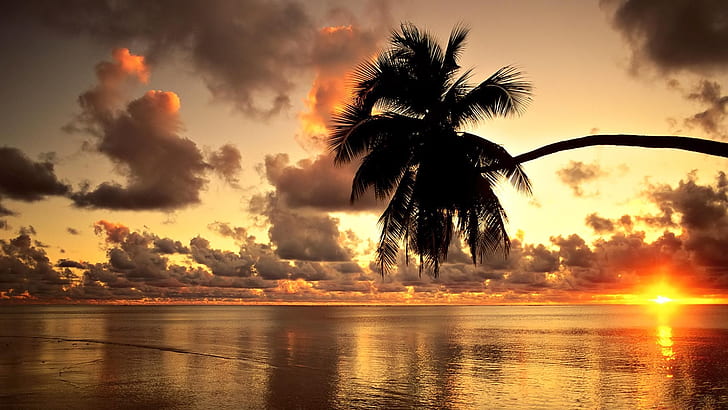 sunset clouds nature beach palm trees coconut tree mauritius 1920x1080  Nature Beaches HD Art , Clouds, sunset, HD wallpaper