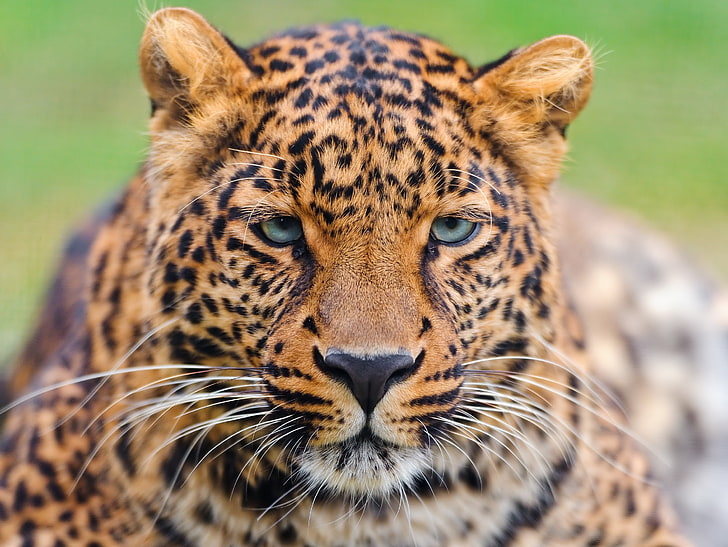 взрослый ягуар, усы, взгляд, лицо, леопард, красивый, крупный пятнистый кот, panthera pardus, HD обои