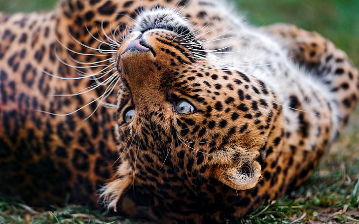 léopard marron et noir, léopard, visage, culbute, prédateur, Fond d'écran HD